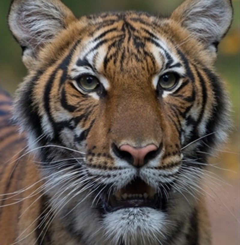 美國紐約市布朗克斯動物園6日表示,園內一隻老虎驗出對武漢肺炎呈陽性反應,據信是被一名無症狀的保育員傳染。(圖取自野生生物保育學會網頁newsroom.wcs.org)