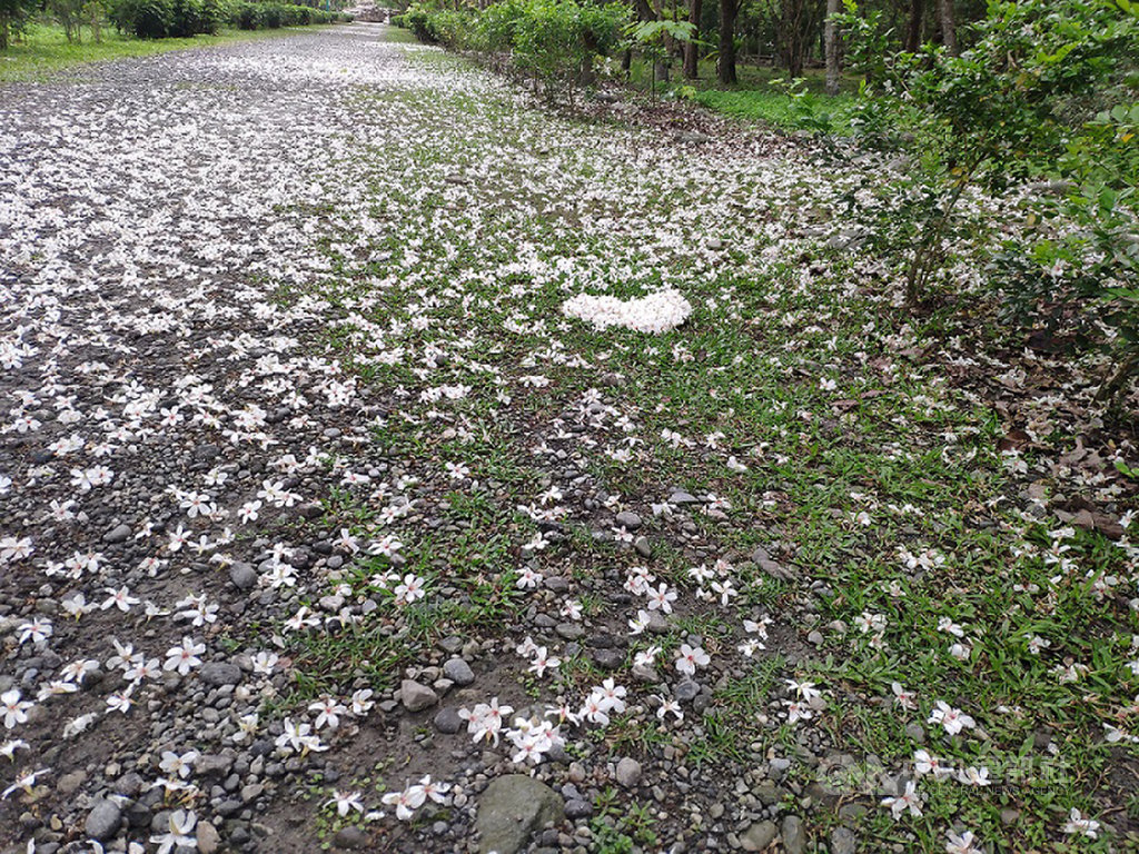 花蓮吉安鄉干城村的南華林業園區近期桐花盛開,吸引許多民眾賞花,林管處表示,因應武漢肺炎疫情,民眾入園時須至服務台登記資料,保持戶外1公尺的社交距離並配戴口罩。(花蓮林管處提供)中央社記者李先鳳傳真 109年4月8日