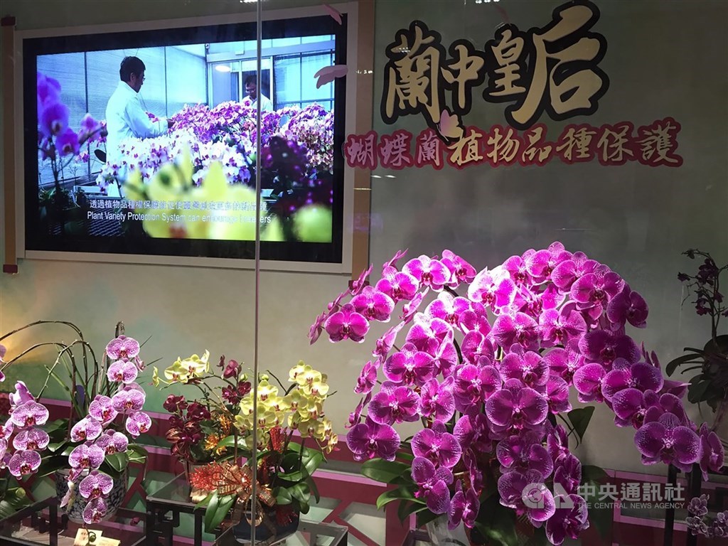 武漢肺炎疫情衝擊花卉內外銷衰退,政府跨部會組成空運國家隊,農委會8日證實,華航將每週協助空運蝴蝶蘭等花卉到日本60公噸。(中央社檔案照片)
