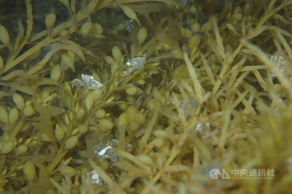水試所澎湖海洋生物研究中心與澎湖縣農漁局合作,9日下午在湖西紅羅海域棲息地,放流由澎湖水產種苗繁殖場所培育的5萬隻遠海梭子蟹苗,盼增裕鄰近海域漁業資源。(澎湖縣農漁局提供)中央社 109年4月9日