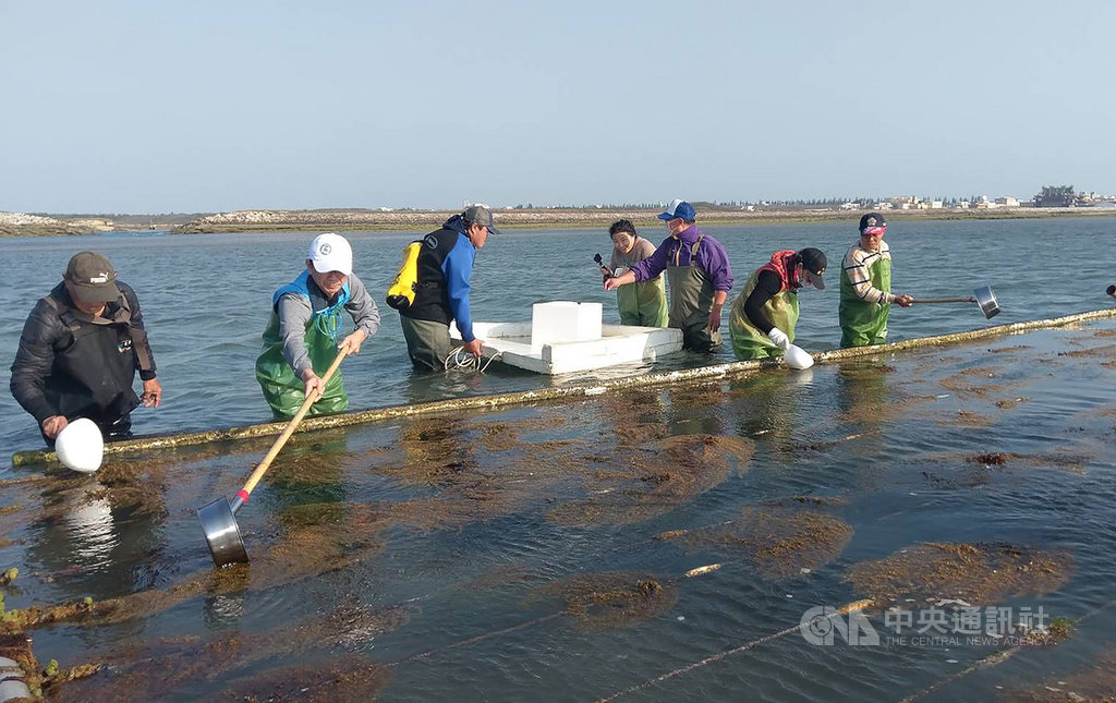 為復育澎湖沿岸漁業資源,澎湖縣農漁局9日下午配合潮汐,在湖西紅羅海域放流逾5萬尾遠海梭子蟹苗。農漁局表示,遠海梭子蟹俗稱沙蟹,營養豐富且經濟價值高。(澎湖縣農漁局提供)中央社 109年4月9日
