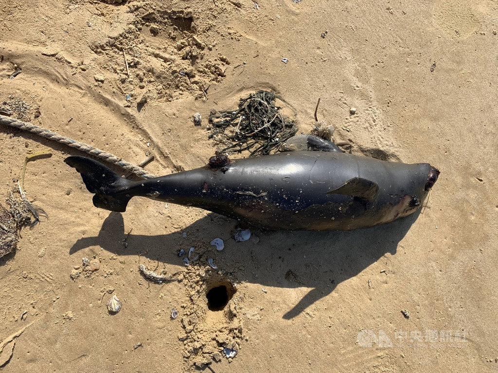 海巡署金門岸巡隊10日表示,岸巡在金沙鎮船型堡岸際發現一隻死亡鯨豚,外觀大致良好,無明顯外傷,死因不明,這是金門地區今年第7起鯨豚擱淺死亡案。(金門岸巡隊提供)中央社記者黃慧敏傳真 109年4月10日