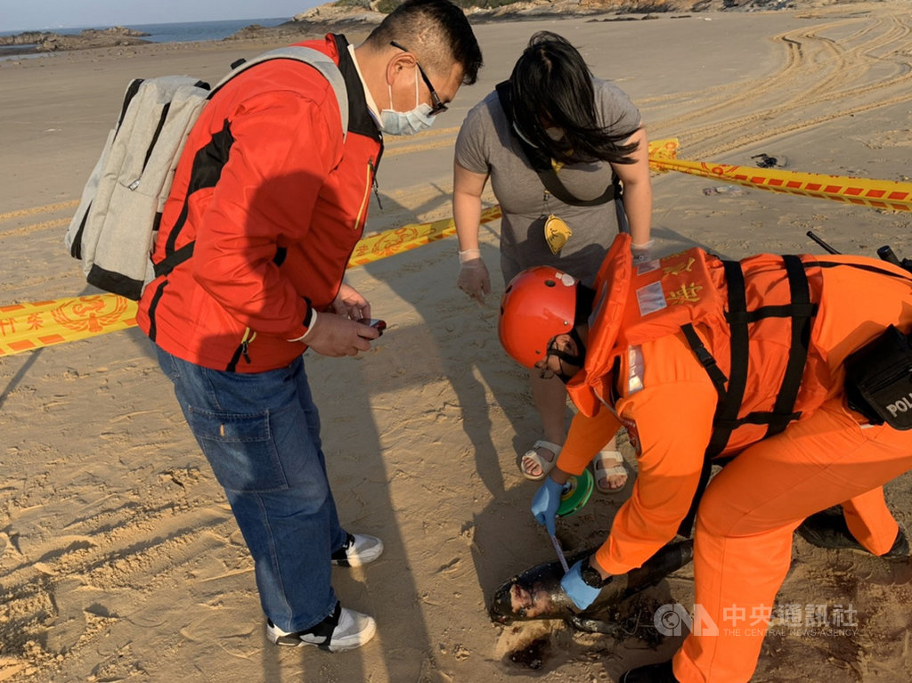 海巡署金門岸巡隊10日表示,人員執行巡邏勤務時,在船型堡岸際發現一隻死亡鯨豚,隨即通報縣府水產試驗所派員到場;經海洋課人員觀察,死亡鯨豚長約67公分、寬約15公分,品種是保育類幼體露脊鼠海豚。(金門岸巡隊提供)中央社記者黃慧敏傳真 109年4月10日
