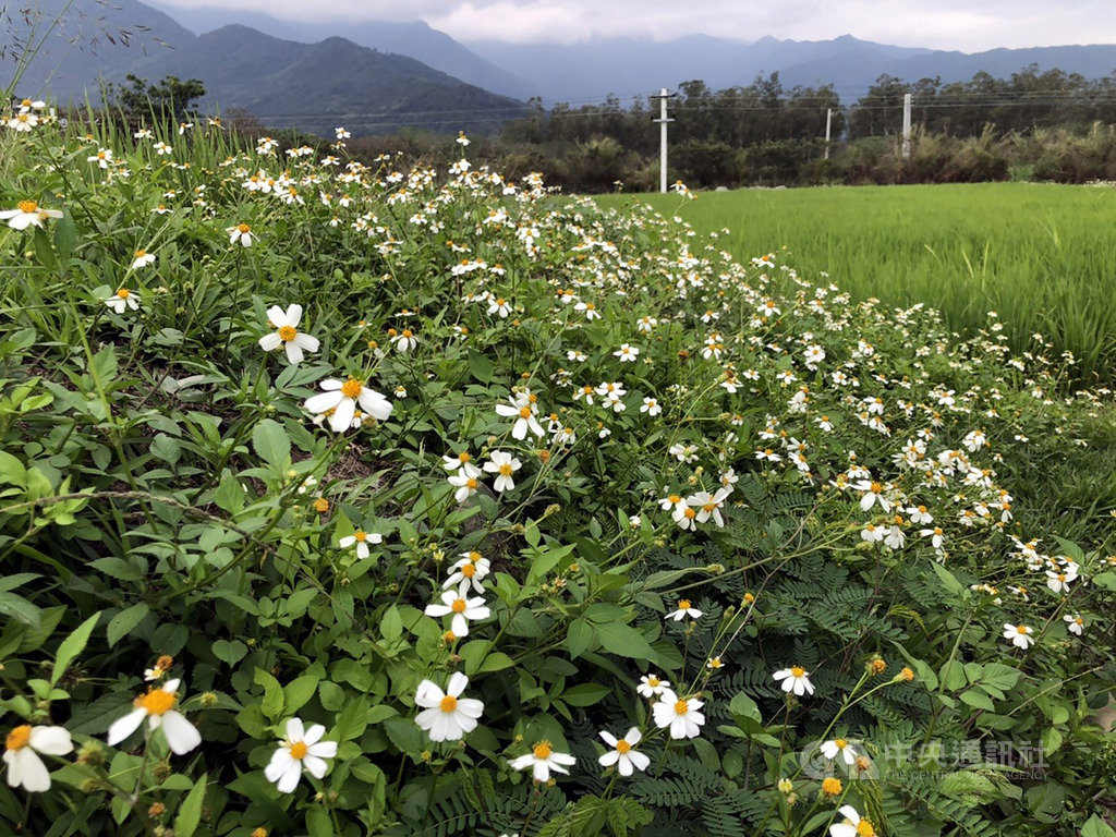 強勢入侵種大花咸豐草高2公尺 地方 中央社cna