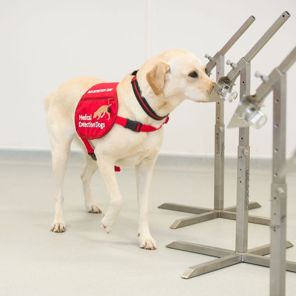 英國慈善機構「醫療偵查犬」相信狗可透過嗅覺偵測武漢肺炎，並已展開訓練。（圖取自facebook.com/MedicalDetectionDogs）