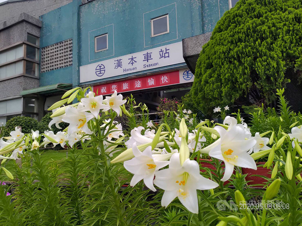 3000株鐵砲百合綻放北迴線漢本車站成賞花秘境 地方 中央社cna