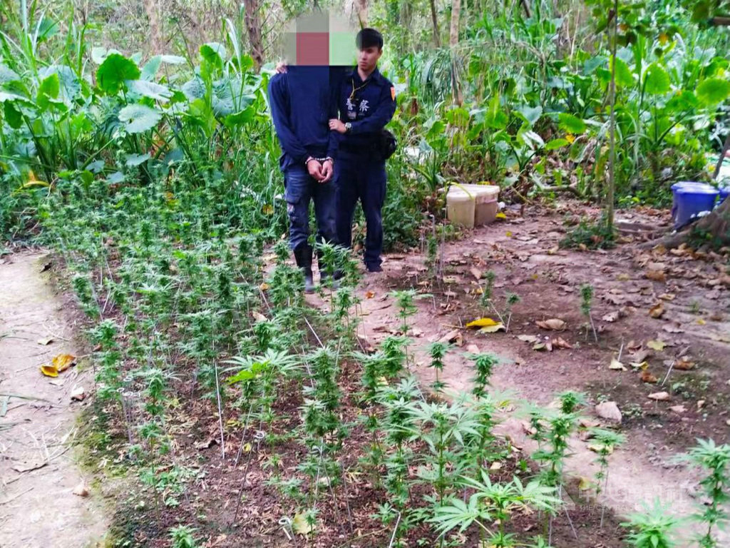 40歲的蘇姓男子(左)日前在屏東縣內埔鄉看到警察加速逃離,警方攔截盤查後,發現機車置物箱有大麻植株43株,都是剛採收的活株,蘇嫌自知難逃法網,帶警方前往內埔鄉成德橋河堤旁偏僻處,穿過小樹林、在位置隱蔽的一處水利地,種了一片大麻,讓警方相當傻眼。(內埔警分局提供)中央社記者郭芷瑄傳真 109年5月21日