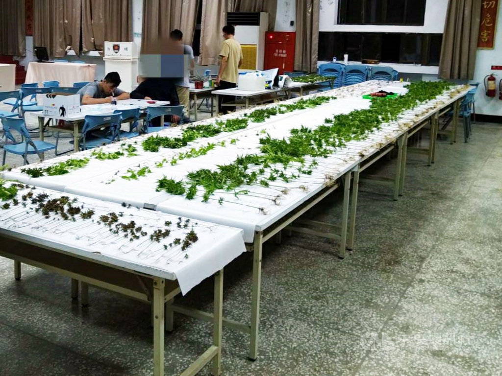 40歲的蘇姓男子在屏東內埔鄉成德橋的河堤旁水利地種植大麻,遭警方查獲,證物擺滿內埔警分局禮堂,蘇男被依法收押。(內埔警分局提供)中央社記者郭芷瑄傳真 109年5月21日
