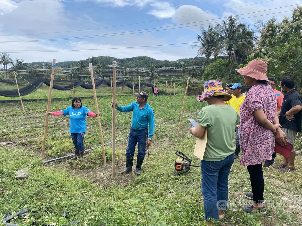 近日農民為驅趕搶食小米的鳥類絞盡腦汁,農委會台東區農業改良場提供友善驅鳥方式,建議改用防鳥網,經實地試驗是目前效果最好的防鳥措施。(台東農改場提供)中央社記者盧太城台東傳真 109年5月21日