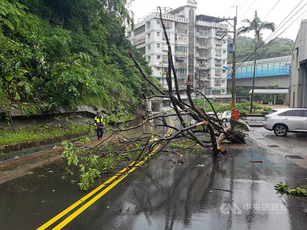 基隆市豐稔街一處擋土牆上方大樹疑因腐爛與吸水過重,22日突然斷裂、掉落路上,一度影響交通,所幸沒人傷亡。(中砂里長廖文雄提供)中央社記者沈如峰基隆傳真 109年5月22日