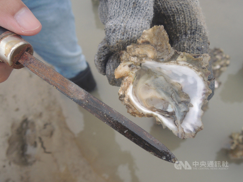 金門古寧頭北山及安岐海岸的牡蠣肥滿度與月初相比大幅消瘦,也因肥滿度不佳,導致牡蠣黑色部分組織變得明顯,水試所與環保局勘查後研判,應與近期天氣悶熱溫差大、下雷雨有關。(金門縣水試所提供)中央社記者黃慧敏傳真 109年5月22日
