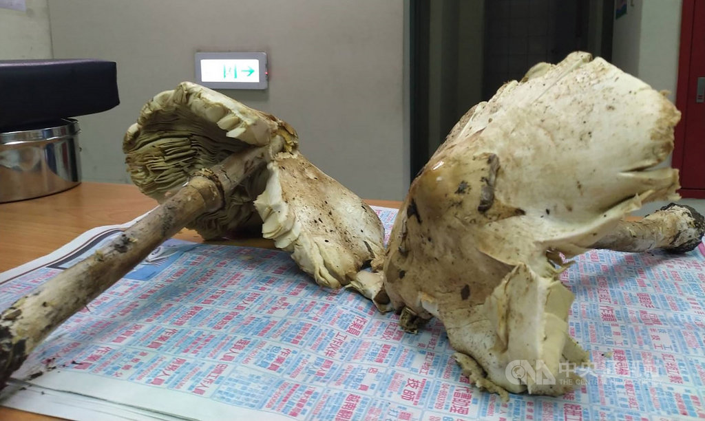 南投埔里一名男子採白色野菇回家煮食,結果一家5人都出現噁心、腹痛等症狀緊急就醫,衛生局接獲通報,將男子家中剩下的野菇送往食藥署鑑別,也呼籲民眾勿隨意採食野生菇類。(南投縣衛生局提供)中央社記者蕭博陽南投縣傳真 109年5月22日