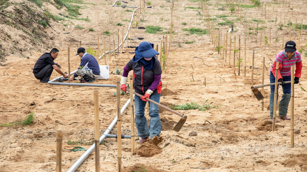 金門縣林務所22日表示,把握梅雨鋒面,在嚨口、歐厝進行防風林種植作業,利用「水源寶育樹盆」的保濕、防風、隔熱效果,幫助樹苗快速成長。(金門縣林務所提供)中央社記者黃慧敏傳真 109年5月22日