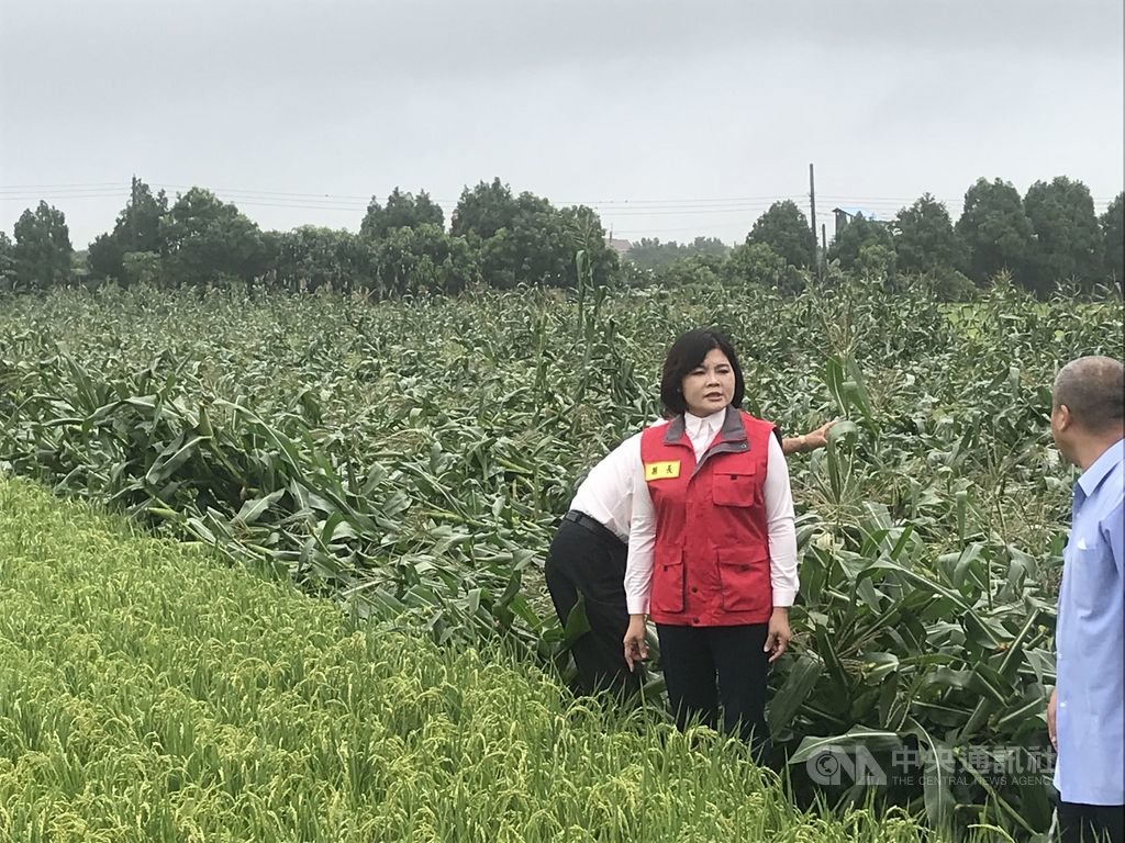 雲林縣長張麗善(左)23日到虎尾鎮玉米田現勘,了解災損情況,希望中央體恤農民辛勞,將雲林縣玉米公告為救助項目,照顧農民。 中央社記者姜宜菁攝 109年5月23日