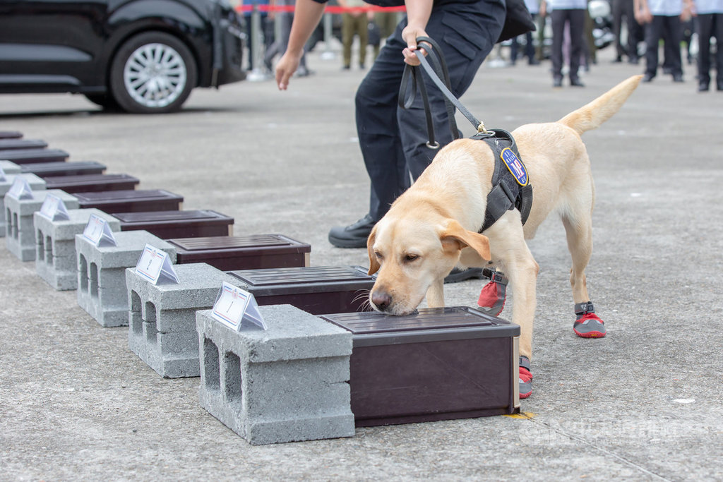 總統蔡英文26日視導憲兵指揮部,每隻緝毒犬都特別穿上鞋子,這是避免發現毒品時不小心抓壞事證。(總統府提供)中央社記者葉素萍傳真 109年5月26日