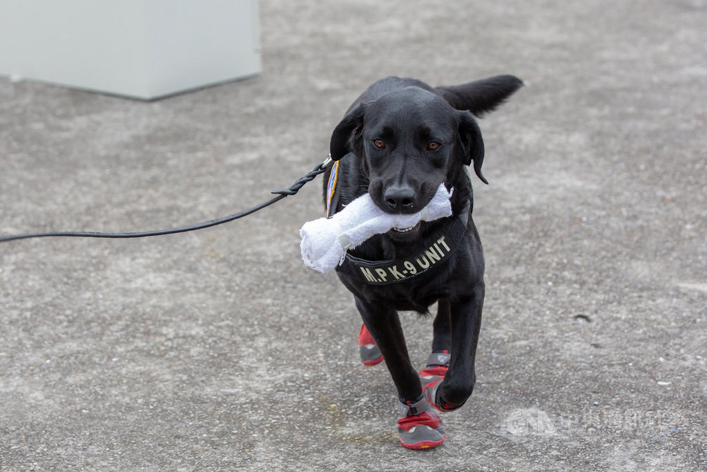 總統蔡英文26日視導憲兵指揮部,每隻緝毒犬都特別穿上鞋子,這是避免發現毒品時不小心抓壞事證。(總統府提供)中央社記者葉素萍傳真 109年5月26日