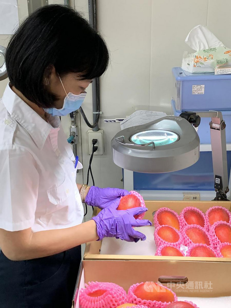 農委會表示,愛文芒果外表鮮艷、皮薄肉質細嫩、口感香甜且多汁,獲選為日本消費者最愛的台灣產品之一,適逢日本解除緊急狀態時機,26日首班包艙貨機啟航。(農委會提供)中央社記者楊淑閔傳真 109年5月26日