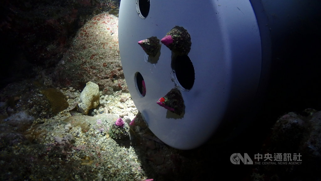 農委會水產試驗所澎湖海洋生物研究中心27日在七美海域放流白棘三列海膽與銀塔鐘螺等,充裕海洋漁業資源。(水試所澎湖中心提供)中央社 109年5月27日