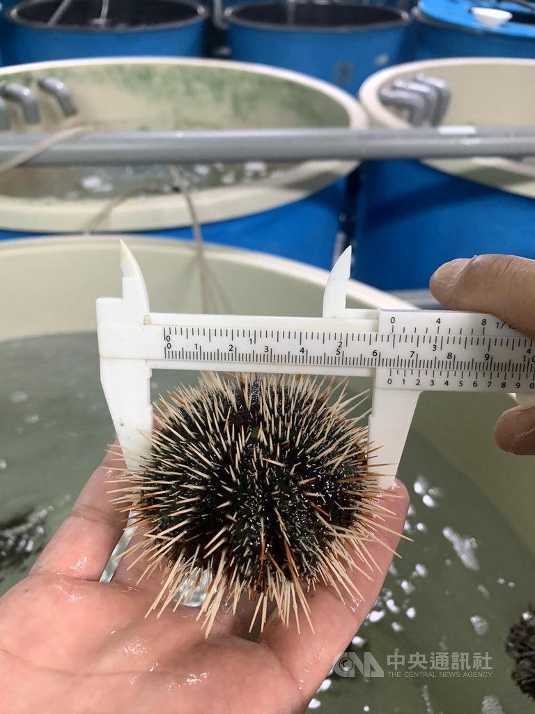 為充裕海洋漁業資源,水試所澎湖海洋生物研究中心嘗試多種澎湖在地生態功能物種及經濟物種進行種苗生產,27日在七美海域放流白棘三列海膽與銀塔鐘螺等。(水試所澎湖中心提供)中央社 109年5月27日