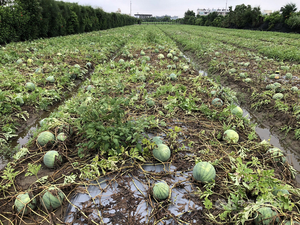 苗栗縣後龍鎮的西瓜與香瓜正值採收期,但受連日大雨影響,導致瓜田積水、瓜果出現水傷,放晴後再造成裂果等情況,損失率逾5成,縣府29日表示,初步勘查已達天然災害現金救助標準,將向中央爭取現金救助。中央社記者管瑞平攝 109年5月29日