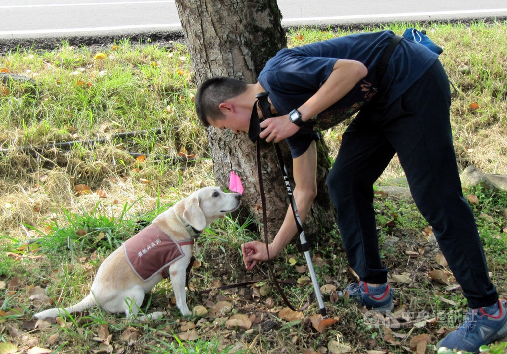 嘉義林管處發現觸口教育園區林木疑有褐根病,由米格魯犬擔任樹醫生進行林木「快篩」,林木若染病,米格魯偵查犬會馬上坐下。(嘉義林管處提供)中央社記者黃國芳傳真 109年5月29日