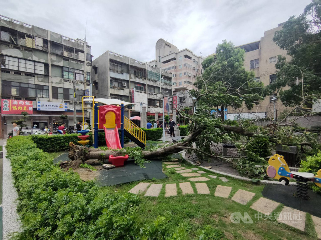 苗栗縣竹南鎮長青公園內一棵大樹30日上午忽然倒塌,壓傷正在一旁休憩的陳姓男子,造成陳男多處擦傷送醫,所幸救治後無大礙。(竹南鎮公所提供)中央社記者魯鋼駿傳真 109年5月30日