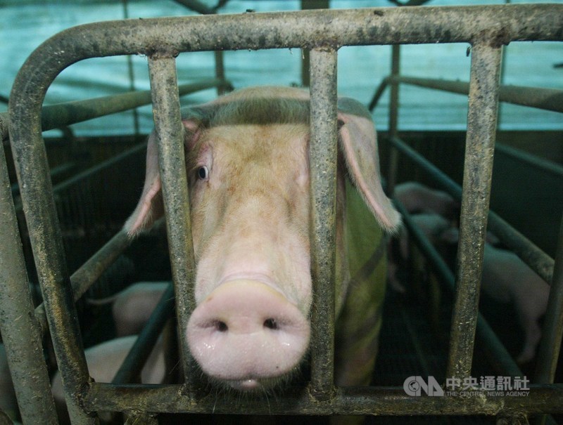 2020年以來,中國農業農村部已通報中國各地共14起非洲豬瘟疫情。(示意圖/中央社檔案照片)