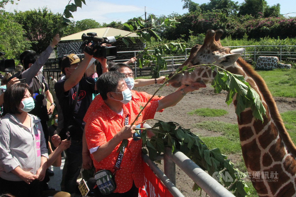 衛福部長陳時中(前右)31日上午到台南市學甲區的頑皮世界野生動物園參觀,體驗餵食長頸鹿。中央社記者楊思瑞攝 109年5月31日