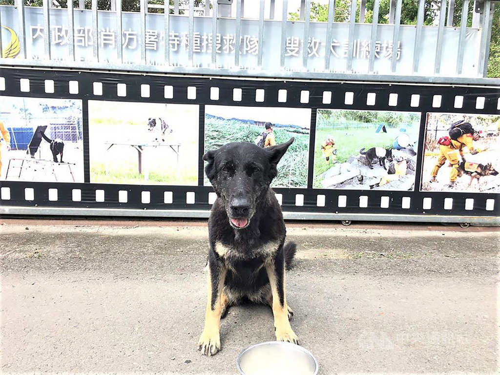 消防署特搜隊退役搜救犬Hope(圖)被領養人接走後,不到一天時間就傳出走失,所幸2日已平安尋獲。(消防署提供)中央社記者蕭博陽南投縣傳真 109年6月2日