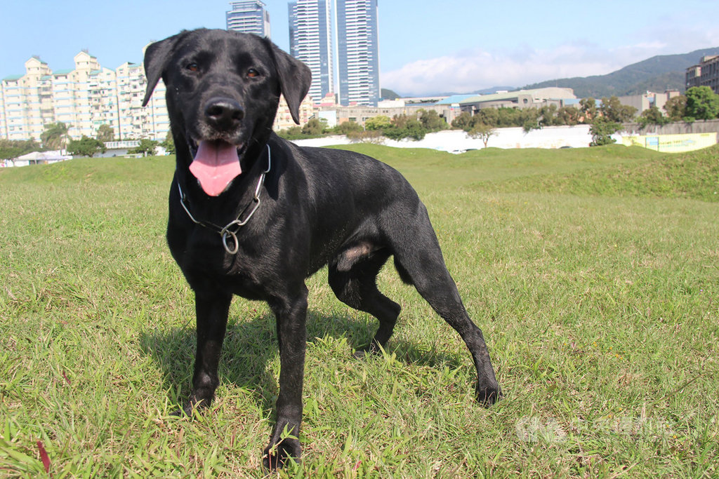 台北市搜救犬Zeus為8歲拉布拉多黑色公犬,曾支援過台南及花蓮震災搜救,如今屆齡退役,北市消防局公開徵求愛犬民眾申請寄養,申請期限至26日止。(台北市消防局提供)中央社記者劉建邦傳真 109年6月2日