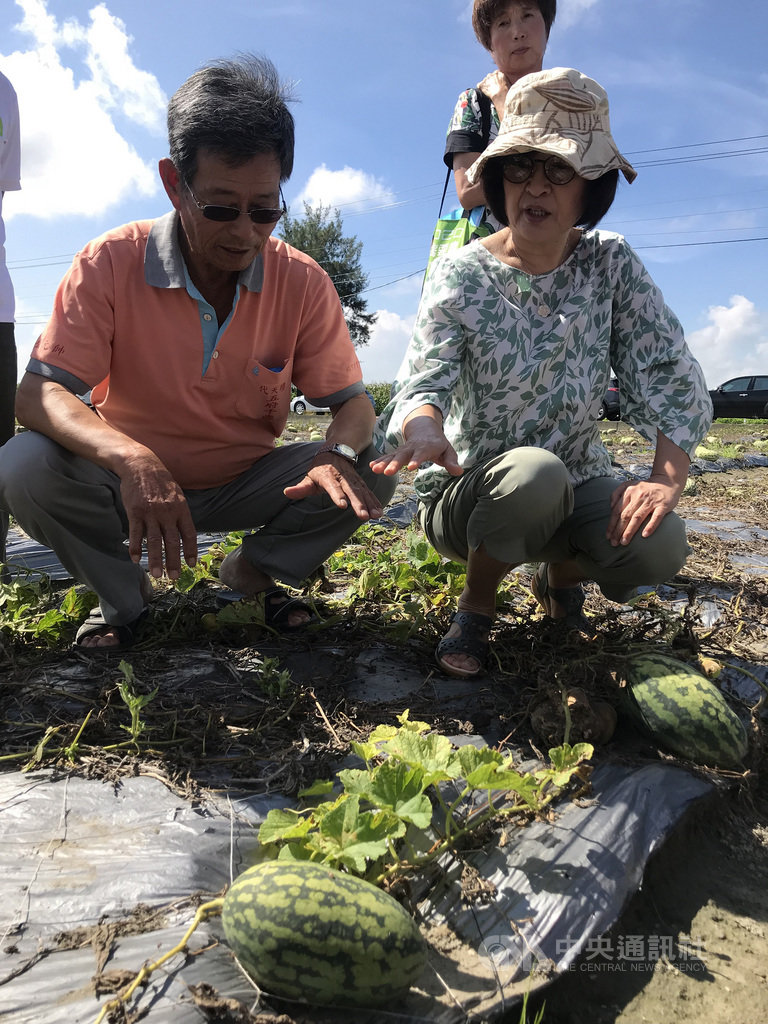 雲林縣四湖鄉西瓜農2日向民進黨籍立委蘇治芬(前右)陳情,日前豪雨成災,嚴重影響今年西瓜收成,心血全泡湯,蘇治芬也呼籲縣府儘速匯報中央以辦理救助。中央社記者姜宜菁攝 109年6月2日