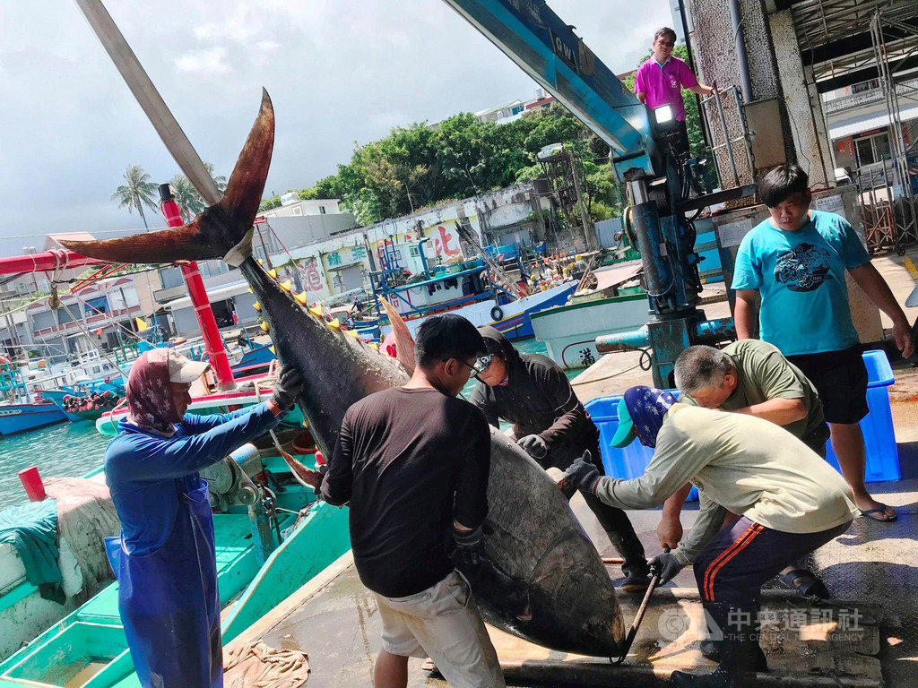 台東成功漁港近期黑鮪魚大爆發,2日下午漁船返港,共捕獲8尾黑鮪魚,起鉤還是「活肉」的喊到一公斤新台幣500元,其餘都只有250元左右。(新港區漁會提供)中央社記者李先鳳傳真 109年6月3日