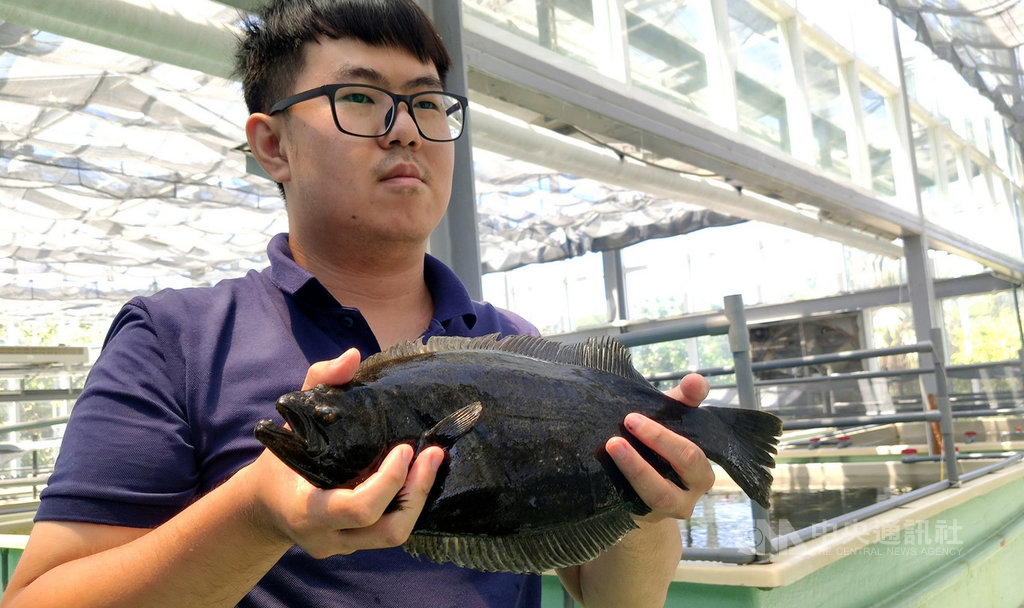 水試所東部海洋生物研究中心種原庫,經過5年育種成功,國內自行培育的比目魚預計年底上市。中央社記者盧太城台東攝 109年6月3日