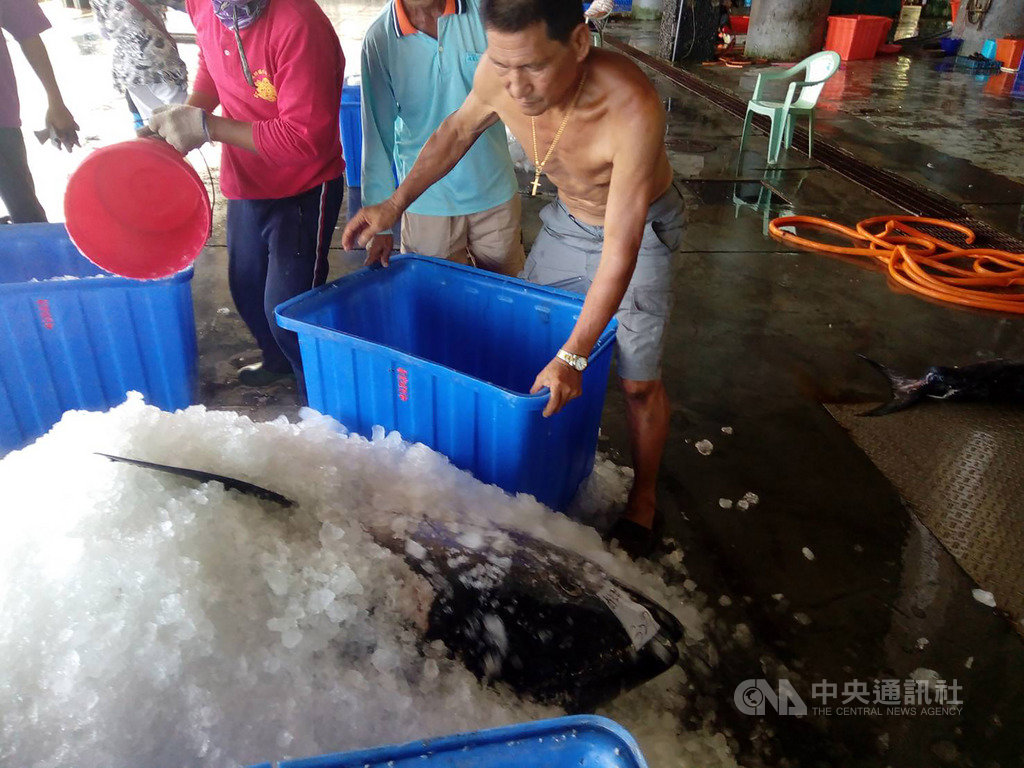 正值鮪魚魚汛期熱潮,台東縣成功鎮新港漁港第100尾黑鮪魚4日上岸,重達327公斤,但因武漢肺炎疫情衝擊消費市場,價格低迷。(台東縣政府提供)中央社記者李先鳳傳真 109年6月4日