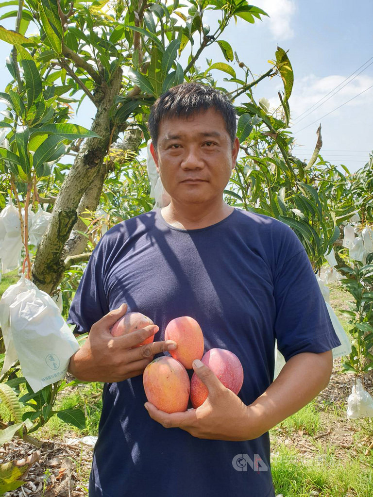 曾因製造毒品入獄8年的潘明德(圖),出獄後承接祖父的愛文芒果園,為了讓自己更進步,他到高雄區農業改良場學習技術,種出的芒果已有不錯銷售成績。(農糧署提供)中央社記者郭芷瑄傳真 109年6月4日