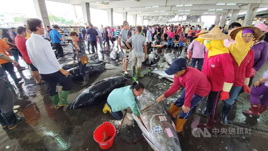 屏東東港今年黑鮪魚捕獲量突破10年來未見的2000尾大關,東港區漁會5日表示,到4日累計今年捕獲2075尾,比去年同期多出1148尾,魚市場也湧現人潮。(東港區漁會總幹事林漢丑提供)中央社記者郭芷瑄傳真 109年6月5日