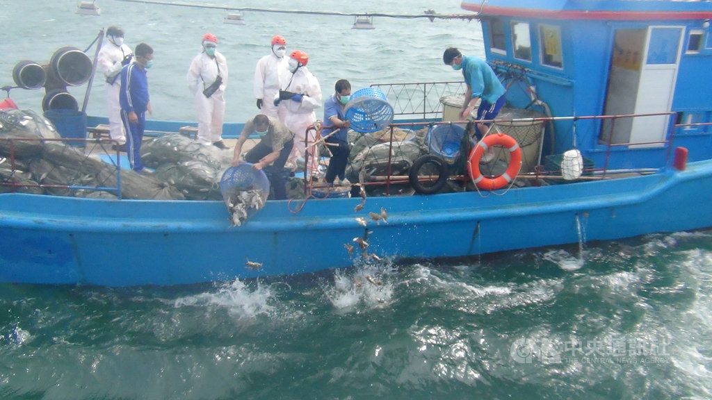 馬祖海巡隊5日於莒光海域查獲陸籍漁船越界違規作業,海巡人員強勢登檢,監督船員將船上漁獲全數海拋,隨後並將人船押返偵辦。(第十海巡隊提供)中央社 109年6月5日