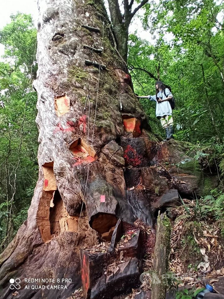 林務局和森林警察去年在宜蘭破獲山老鼠盜伐檜木,其中一棵千年檜木慘遭山老鼠凌遲式支解,讓人看了心疼;生態研究員莎韻建議,可以像台東利嘉林道被開膛剖腹的千年牛樟一樣,也讓它用自己的傷痕當作活教材,控訴山老鼠。(莎韻提供)中央社記者盧太城台東傳真 109年6月7日