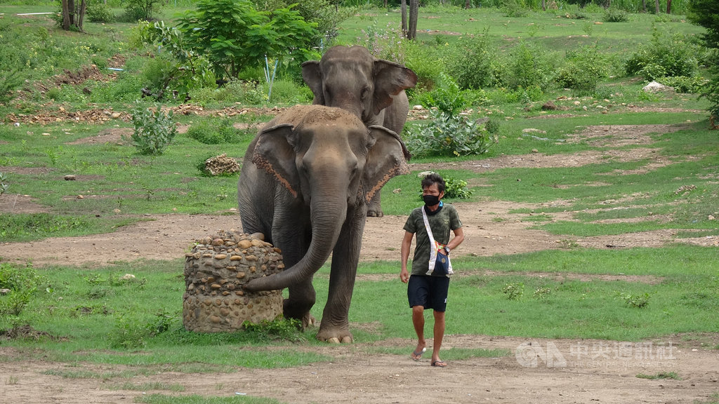 泰國大象世界(Elephant World)收容了許多年老或受傷而無法再工作的工作象,儘管因為疫情沒有遊客,工作人員每天仍要固定帶著大象出來散步。中央社記者呂欣憓北碧府攝 109年6月8日