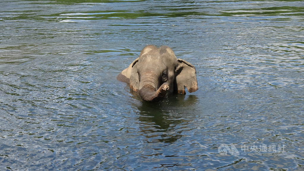 泰國大象世界(Elephant World)收容許多年老或受傷無法再工作的工作象,看大象洗澡是參觀大象世界的一個行程,最近因為疫情沒有遊客,大象每天還是要到桂河裡開心洗澡。中央社記者呂欣憓北碧府攝 109年6月8日