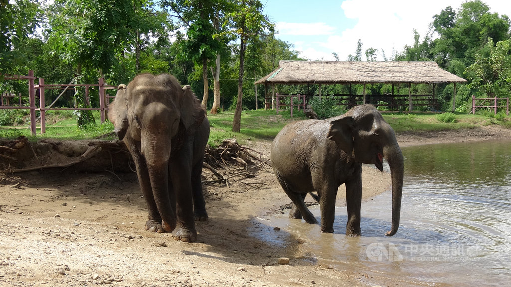 泰國大象世界(Elephant World)收容了許多年老或受傷而無法再工作的工作象,與其他大象觀光園區不同,大象世界不騎大象,而是讓遊客陪大象玩或洗澡。中央社記者呂欣憓北碧府攝 109年6月8日