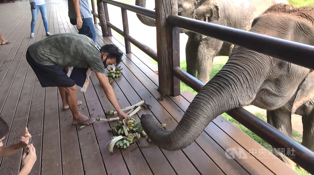 泰國大象世界(Elephant World)收容許多年老或受傷無法再工作的工作象,園區22隻大象每天飲食開銷約2萬泰銖,疫情影響園區收入,但照顧員仍得餵食大象水果。中央社記者呂欣憓北碧府攝 109年6月8日