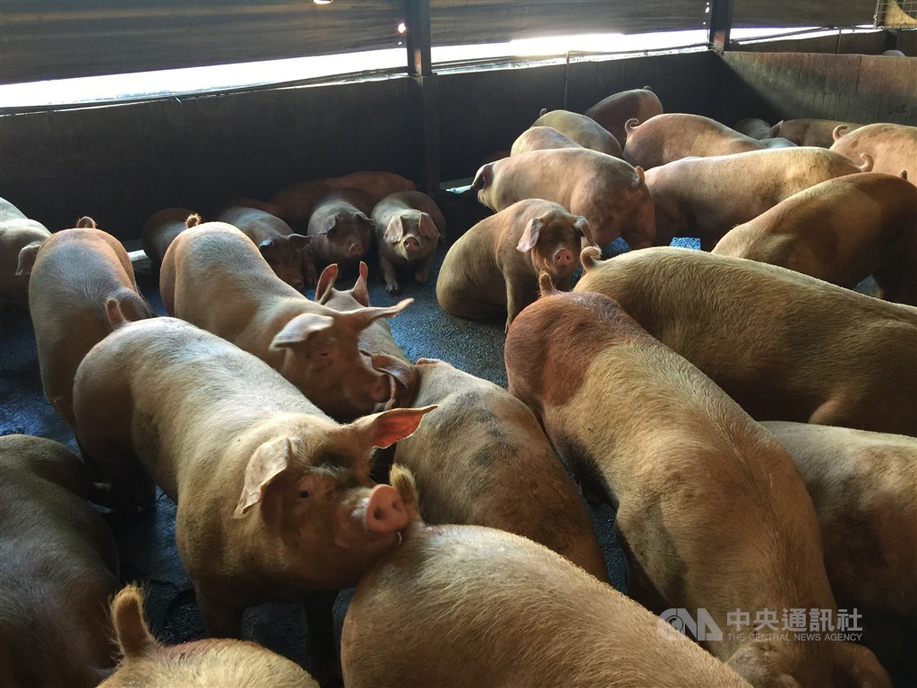 農委會8日指出,世界動物衛生組織預計下週通知台灣改列不打疫苗非疫區,台灣生鮮豬肉可望下半年恢復出口。(中央社檔案照片)