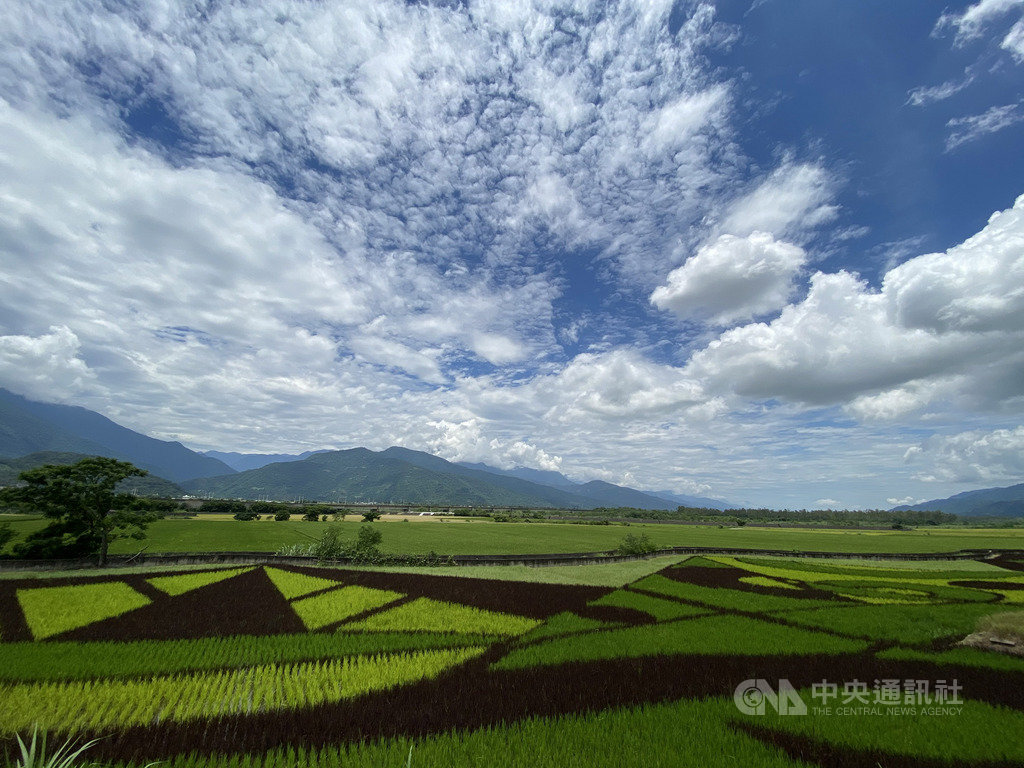 花蓮富里鄉東里鐵馬驛站旁的稻田,近期呈現黑綠黃白幾何圖案,在陽光照耀下,十分吸睛,吸引許多民眾到此拍照打卡。中央社記者李先鳳攝 109年6月10日