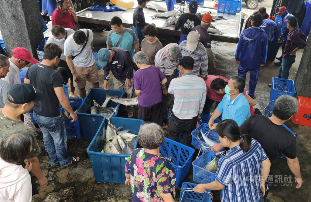 邁入颱風季節,台東縣太麻里鄉「三和定置漁場」收網暫停出海抓魚3個月。圖為三和漁場「現撈」漁獲便宜賣,因而發展另類的搶魚文化,每天吸引不少饕客和搶鮮民眾。中央社記者盧太城台東攝 109年6月10日