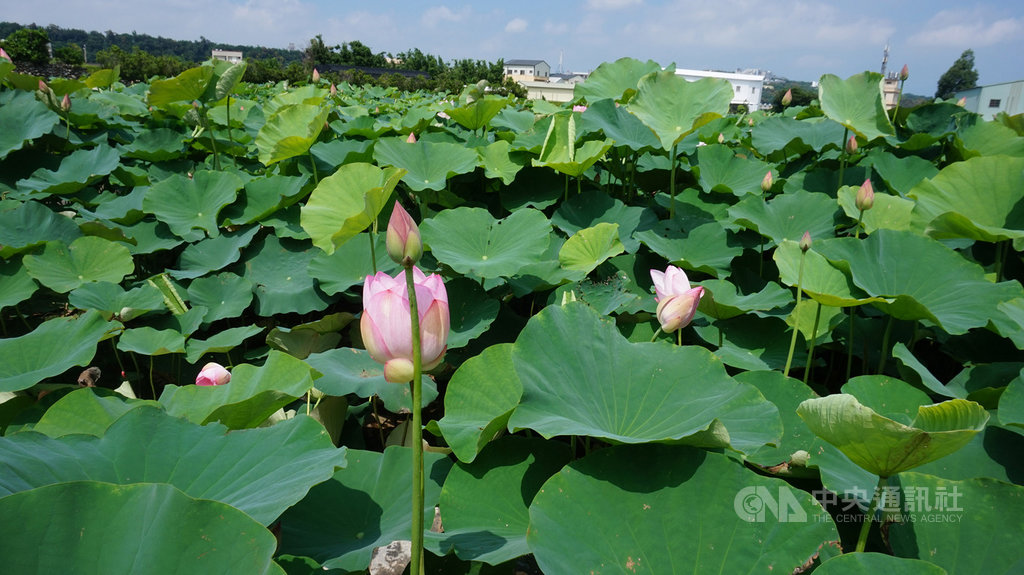 台中后里中社觀光花市內,千坪荷花池的荷花陸續綻放,宣告荷花季盛大登場,花農預計今年花期可到8月底,歡迎民眾把握機會前往賞花。中央社記者趙麗妍攝 109年6月13日