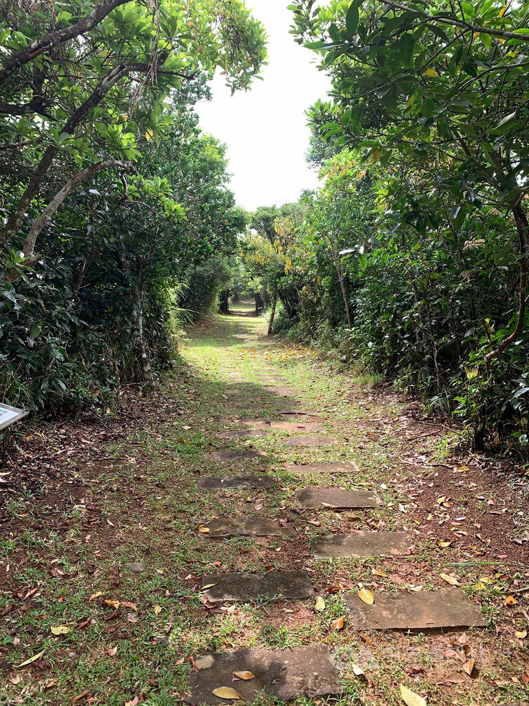 綠島過山古道是昔日由南寮通往溫泉的路徑,早期沒有環島公路的年代,貫穿綠島就是靠這條古道。民國85年,東管處重修古道,重啟往日的生活記憶。(東管處提供)中央社記者李先鳳傳真 109年6月14日