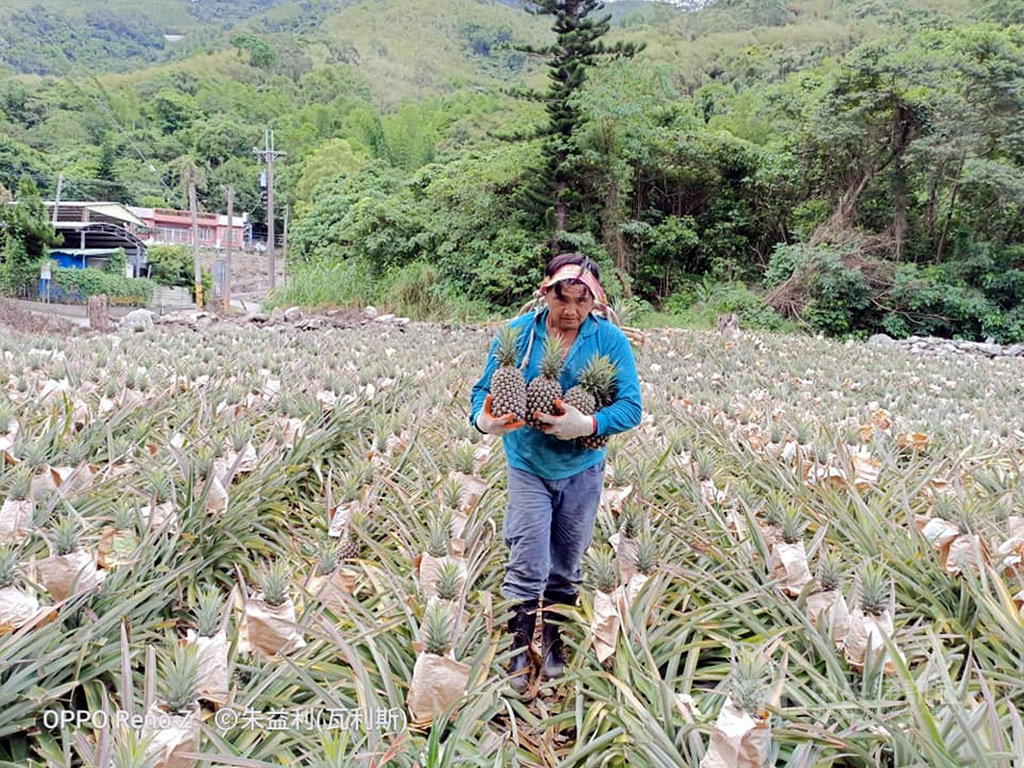台東縣延平鄉農民朱益利的鳳梨田遭到台灣獼猴啃採,他為了驅猴,什麼方法都用盡,但猴子還是會再來,8000株鳳梨苗現在剩下約4000顆鳳梨,這兩天他幫其他農民採收,很羨慕別人的鳳梨大豐收。(朱益利提供)中央社記者盧太城東傳真 109年6月16日