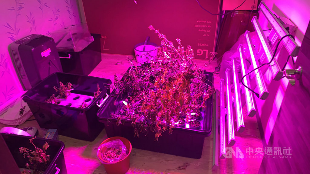新北市新莊分局16日表示,毒販利用豪宅出入門禁控管嚴格、警方不易查緝特點,特別租下豪宅以水耕種植方式在屋內栽種大麻,專案小組進行多日監控,日前成功攻堅並逮人送辦。(翻攝畫面)中央社記者王鴻國傳真 109年6月16日