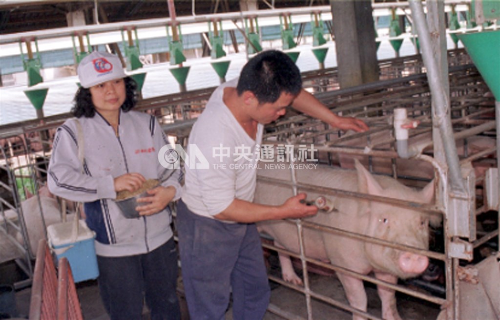 口蹄疫疫情爆發後,交易崩盤,價格頓時腰斬。圖為1997年宜蘭養豬戶注射口蹄疫苗。(中央社檔案照片)